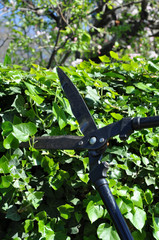 cisailles taille haie