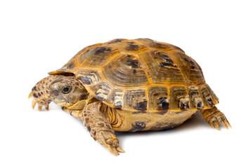Young overland turtle