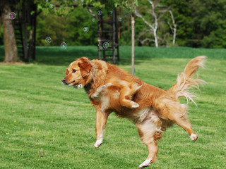 jumping dog playing with soap bubbles