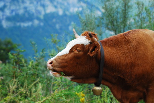 side face of a cow