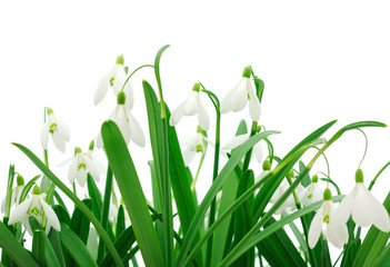 Fototapeta na wymiar Snowdrops (Galanthus nivalis) on white background