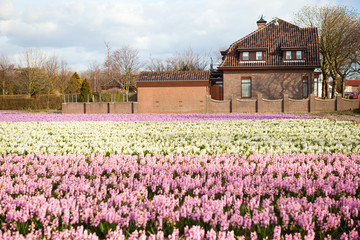 Fototapeta na wymiar Beautiful hyacinth field in Holland