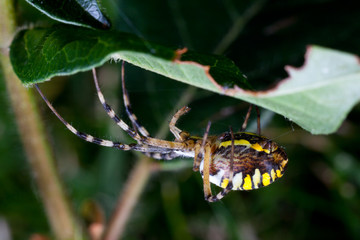 wasp spider  (Argiope bruennichi) in the foliage