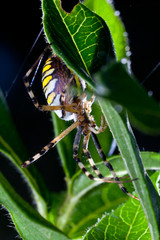 wasp spider  (Argiope bruennichi) in the foliage