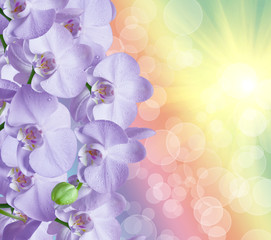 Obraz na płótnie Canvas Close up of orchid flower