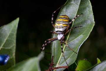 wasp spider  (Argiope bruennichi) in the foliage