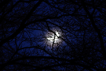 moonlight in the forest - Mondlicht im naechtlichen Wald © HansPeterK