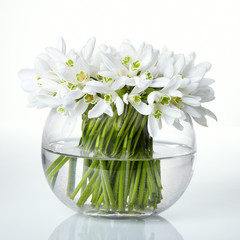 Snowdrops