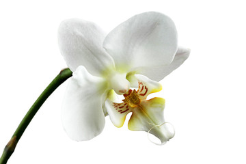 Fototapeta na wymiar Gałą¼ orchidei.