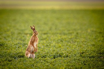 Brown hare (lepus europaeus)