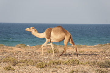 Camel walking along sea cost of Socotra island, Yemen
