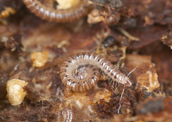 Millipede (Blaniulidae) in wet wood, extreme close-up