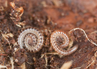 Millipede (Blaniulidae) in wet wood, extreme close-up