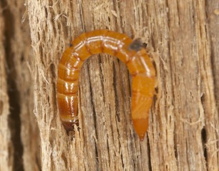 Click beetle larvae on wood, macro photo