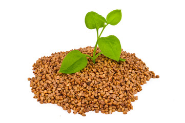 Dry buckwheat cooking