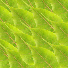 Obrazy na Plexi  zielone liście w tle