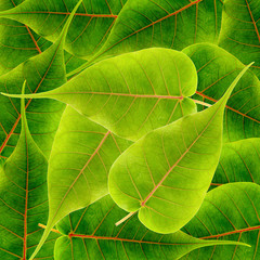 green leaves background