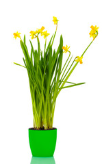 beautiful yellow daffodils in a flowerpot isolated on white