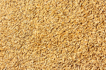 Jasmine rice seed texture