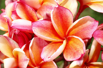 tropical flowers frangipani (plumeria)