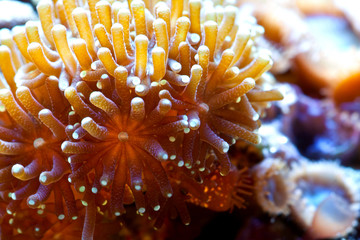 Euphyllia corall