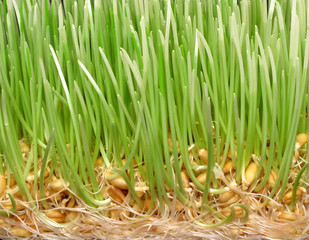 Wheat sprout