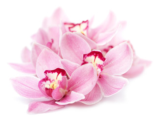 rosa Orchideenblüten isoliert