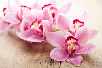 pink orchid flowers - obrazy, fototapety, plakaty