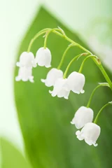Wall murals Lily of the valley lily of the valley