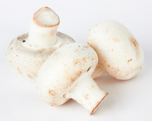 mushroom