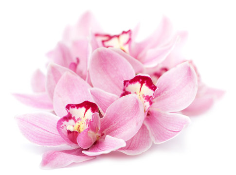 Fototapeta pink orchid flowers isolated