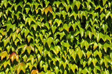 Background of green Japanese creeper leaves