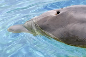 Papier Peint photo Dauphin Gros dauphin à gros nez (Tursiops truncatus) avec évent