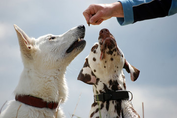 Hunde