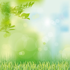 Fototapeta na wymiar zielonym tle trawy