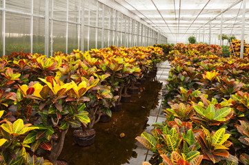 Various houseplants in a hydroculture plant nursery © Ruud Morijn