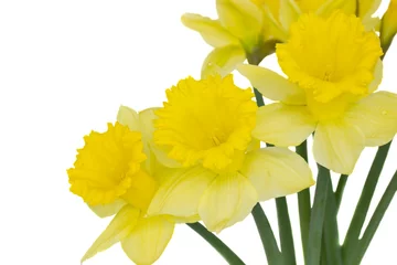 Door stickers Narcissus daffodil flowers