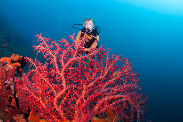 Corals at Bali