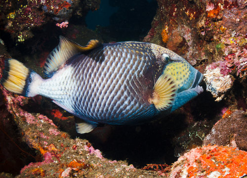 Titan Triggerfish