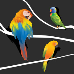 set of colorful bird on the tree