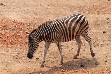 Fototapeta na wymiar Zebra w Dusit Zoo, Bangkok Tajlandia