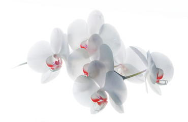 Orquidea blanca roja