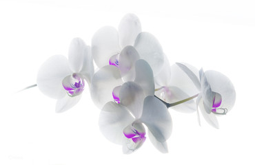 Orquidea blanca violeta