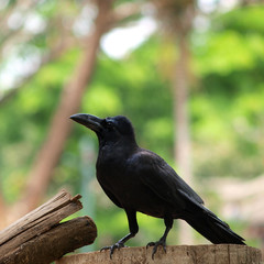 raven sitting on a wood - 40519632