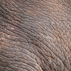 elephant skin - 40519888