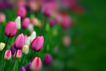 Pink, yellow, purple, and white tulips in green field with copy