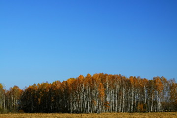 Autumn Birches