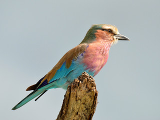 Lilacbreasted Roller  in Etosha park in Namibia