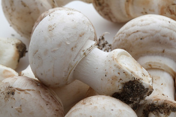 Champignons