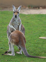 Rote Riesenkängurus - Macropus Rufus © Benshot